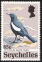 Seychelles Magpie-robin (Copsychus seychellarum)